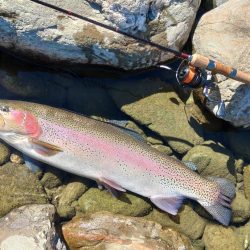 １投目で６６ｃｍ